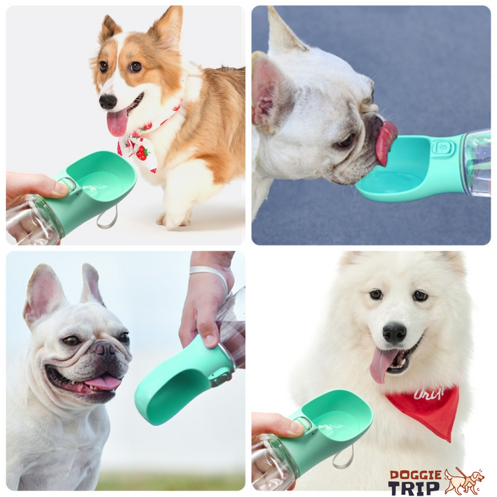 3 in 1 Dog Water Bottle - Feeder GD Home Goods