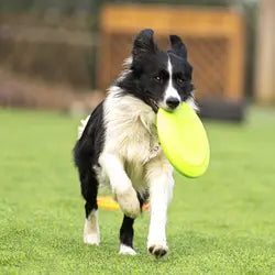 Dog rubber flying disc GD Home Goods